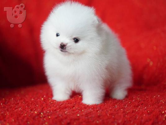 Pomeranian ψάχνει για ένα νέο σπίτι, Pomeranian traži novi dom,